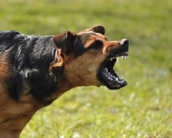Hà Nội: 2 con chó béc giê nhà nuôi cắn nhau, chủ nhân can ngăn bị tấn công tử vong