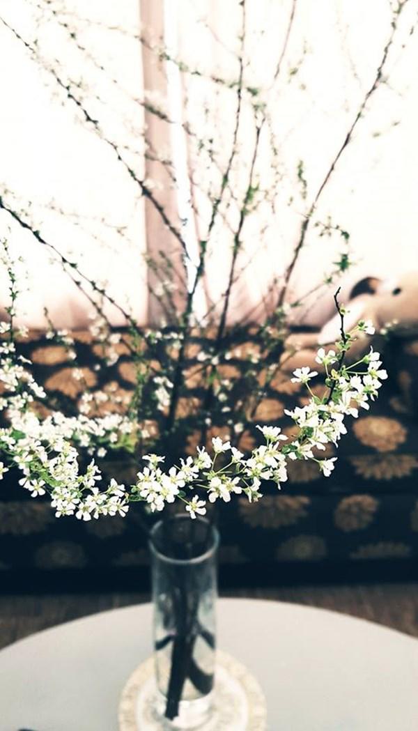 Tuyết mai, thanh liễu… đổ bộ chợ hoa, chiếm ngôi vị “hot nhất mùa Tết 2019” này!