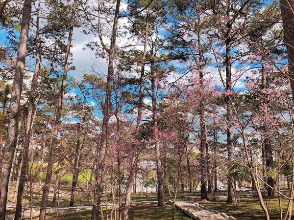 Ngẩn ngơ ngắm ngôi trường đại học “đẹp nhất Đông Nam Á” giữa rừng hoa Đà Lạt