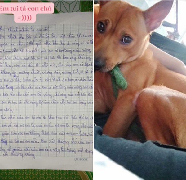 Bài văn tả con chó của bé tiểu học nhận 5.000 like: Có lúc chó bỏ nhà theo trai
