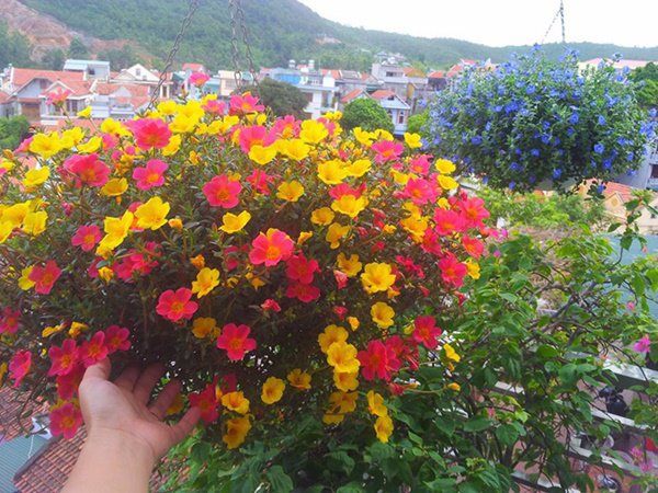 Những loại hoa thơm như nước hoa, rực rỡ xuất sắc nên trồng ở ban công