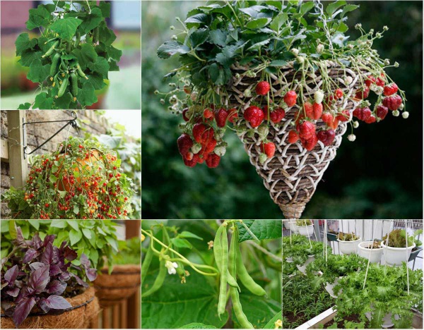 7 loại trái cây và rau mà nông dân phố có thể trồng trong giỏ treo