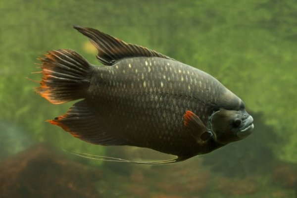 Cá Tai Tượng có những loại nào, ý nghĩa và cách nuôi cá đẹp