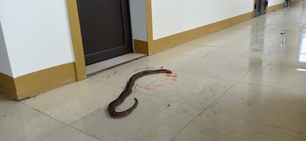 Sau trận lũ lịch sử ở miền Trung, xuất hiện nhiều rắn độc tấn công nhà dân, trụ sở ủy ban
