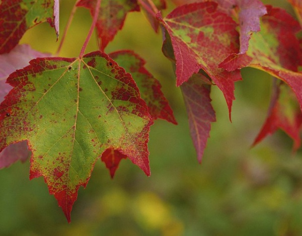 Cây Phong Lá Đỏ - Đặc điểm, cách trồng và chăm sóc theo mùa