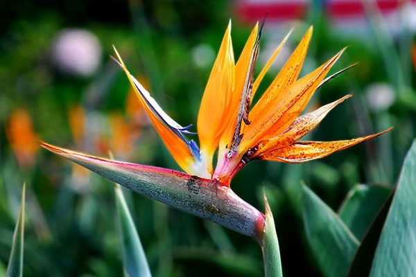 Hoa Thiên Điểu - Sự tích, ý nghĩa và cách cắm hoa đẹp
