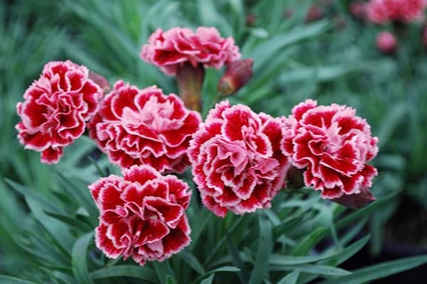 Hoa Cẩm Chướng: Đặc điểm, ý nghĩa và cách chăm sóc ra hoa đẹp