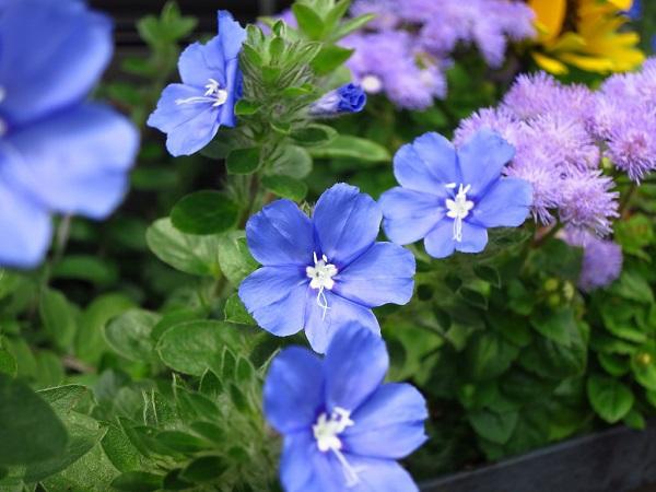 Hoa Thanh Tú - Đặc điểm, ý nghĩa và cách trồng cho hoa nở tuyệt đẹp