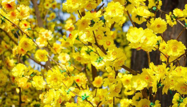 7 loại hoa phong thủy mang tài lộc, phúc khí trong năm Tân Sửu 2021