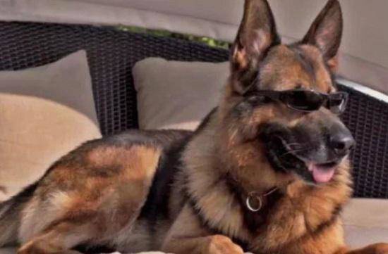 Cuộc sống không ngờ của chú chó giàu nhất thế giới: Lúc ăn phải có mỹ nữ tháp tùng