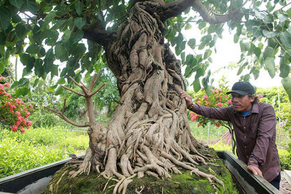 Chiêm ngưỡng cây bồ đề có bộ rễ "ảo diệu"