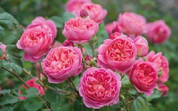Hoa hồng đẹp nhưng không dễ trồng, tưới nước theo cách này cây sống tốt, cho nhiều hoa