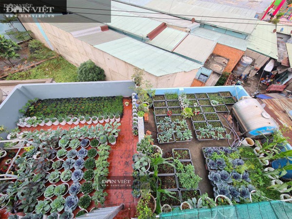 Trầm trồ với vườn rau sạch xanh um trên sân thượng của gia đình ở Bình Dương