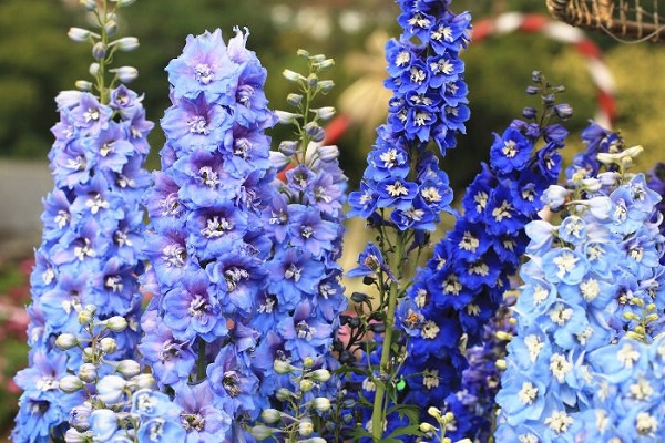 Ý nghĩa hoa Phi Yến - Cách trồng và chăm sóc loài hoa đẹp đẽ của tháng 7