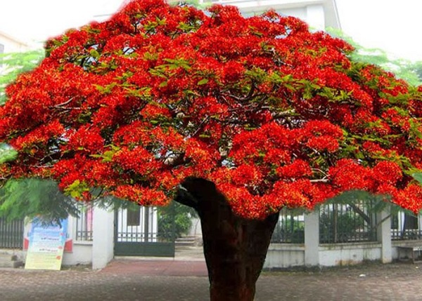 Cây Phượng Vĩ - Đặc điểm, cách trồng và ý nghĩa loài cây hoa của mùa hè