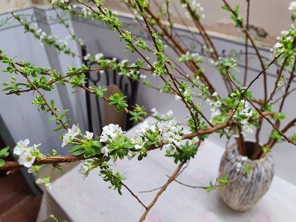 Hoa Tuyết Mai - Nguồn gốc, đặc điểm, ý nghĩa, cách chăm sóc hoa bền lâu