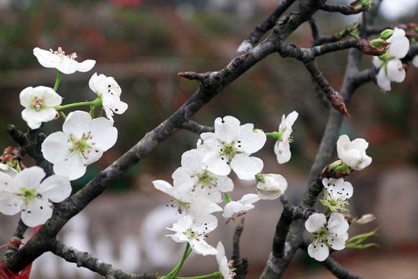 Hoa Lê trắng - Đặc điểm, ý nghĩa và cách trồng loài hoa của Tây Bắc