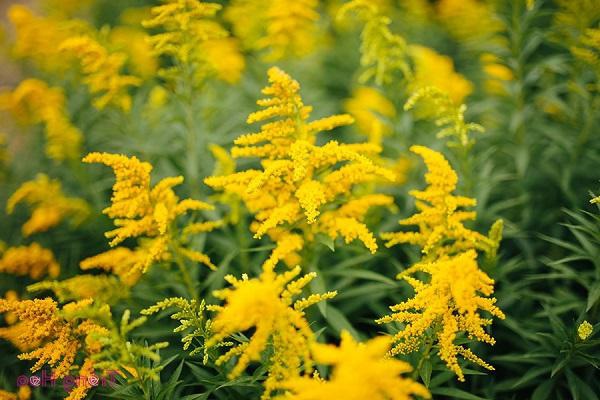 Hoa Hoàng Anh: Đặc điểm, ý nghĩa và cách trồng loài hoa Cúc tuyệt đẹp