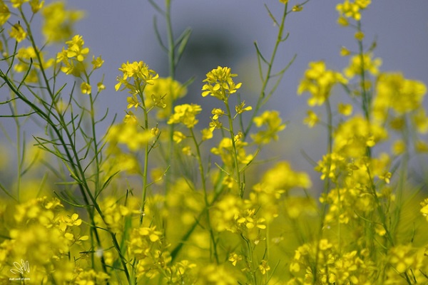 Ý nghĩa hoa Cải Vàng và cách trồng ra hoa đẹp
