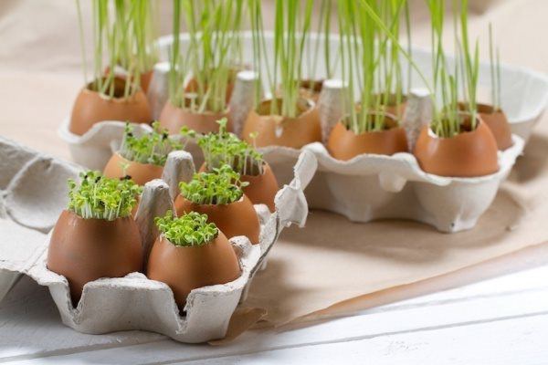 Vỏ trứng có thể dùng trực tiếp làm phân bón không? Nhiều người trồng hoa kì cựu vẫn nhầm