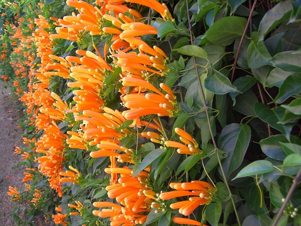 Hoa Chùm Ớt:  Đặc điểm và cách trồng ra hoa đẹp