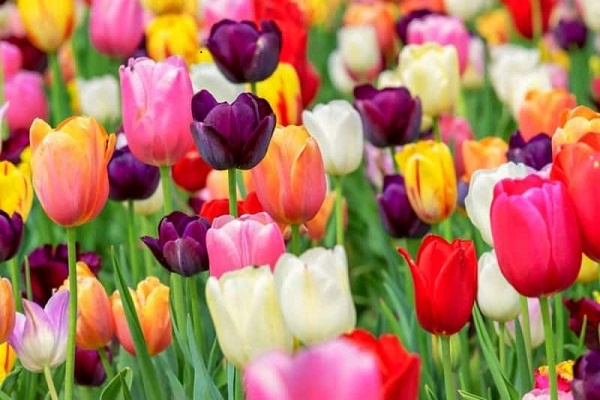 Ý nghĩa hoa Tulip vàng, đỏ, trắng, hồng, tím trong tình yêu và đời sống