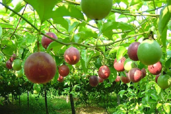 Cây chanh leo: Kỹ thuật trồng và chăm sóc cây khỏe ra nhiều quả