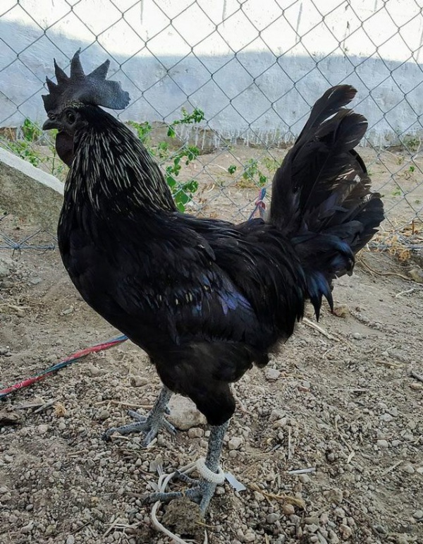 Kỳ lạ giống gà đen tuyền từ trong ra ngoài, giá thịt đắt gấp 3 lần gà thường