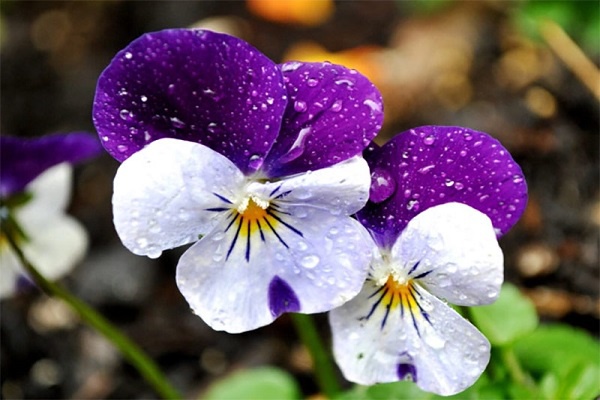 Hoa Păng Xê: Đặc điểm, ý nghĩa, cách trồng và chăm sóc ra hoa đẹp