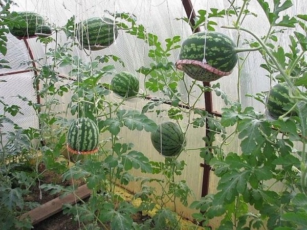 Cách trồng dưa hấu bằng hạt tại nhà đúng kỹ thuật ra nhiều quả