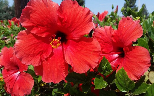 Hoa Dâm Bụt: Phân loại, ý nghĩa và cách trồng giúp hoa nở đẹp