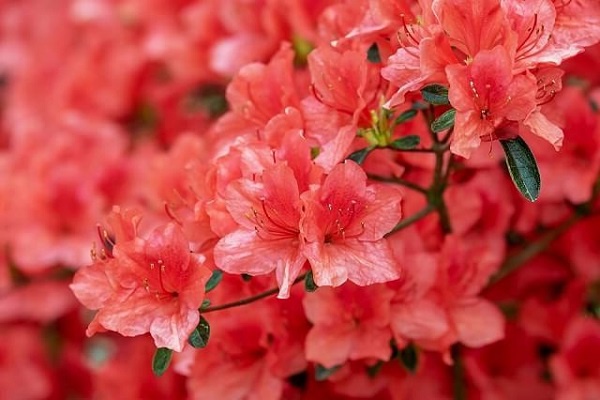 Ý nghĩa hoa Đỗ Quyên và cách trồng, chăm sóc giúp hoa nở đẹp nhất