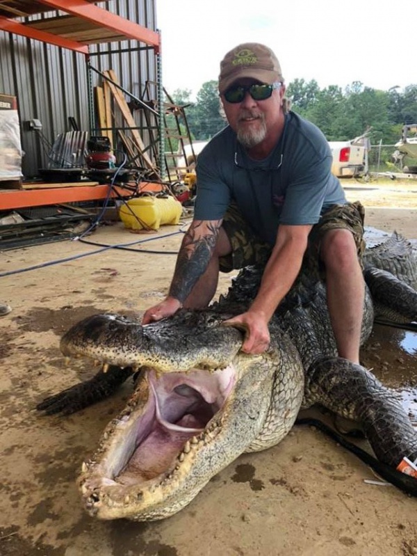 Mổ bụng cá sấu khổng lồ nặng 340 kg, người đàn ông ngỡ ngàng khi thấy thứ bên trong
