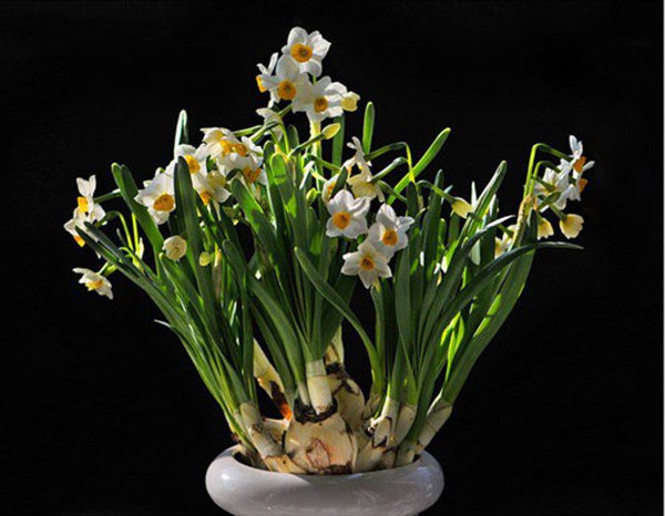 6 loài hoa mang đến may mắn, tốt lành, giúp gia chủ làm ăn ngày một phát đạt