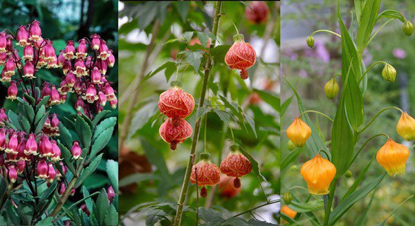 7 loại cây cảnh ra hoa tuyệt đẹp, mỗi bông hoa như những chiếc đèn lồng, đậm chất lễ hội