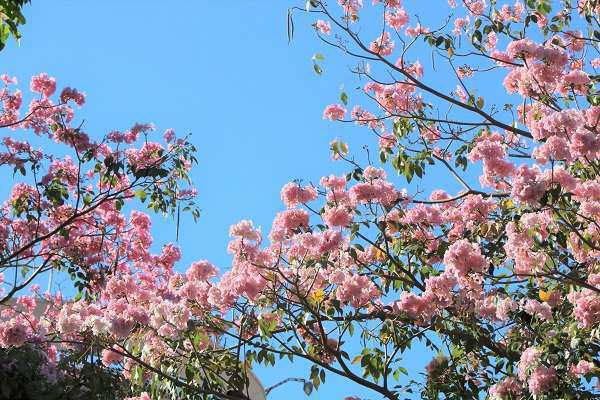 Cây Kèn Hồng có ý nghĩa và cách trồng cây Chuông Hồng ra hoa đẹp