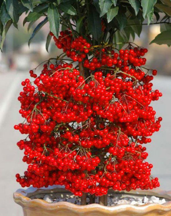 3 loại cây là “cỗ máy nở hoa” mùa đông, có màu đỏ rực như lửa, mang điềm lành