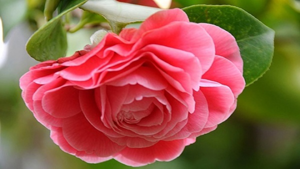 Loại hoa được mệnh danh "nữ hoàng các loài hoa", sống dai, nở hoa dày đặc trong 3 tháng