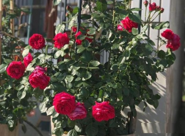 Hoa hồng trồng chậu ngày một cỗi, chỉ cần một mẹo nhỏ rễ khỏe như vâm, nụ nở đẹp