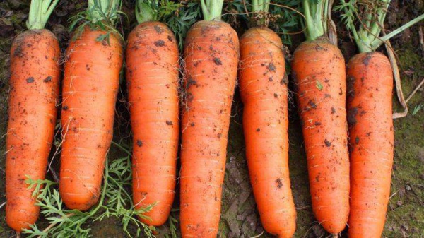 Mua cà rốt chọn củ đầu to hay nhỏ thì ngon? Nhớ 5 mẹo này sẽ được củ như ý!