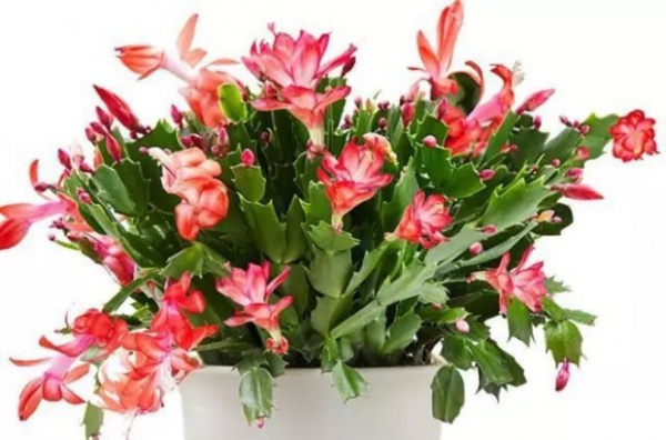 Có 3 loại hoa ở nhà bạn nhớ xịt nước thường xuyên, càng xịt nhiều lá càng tươi