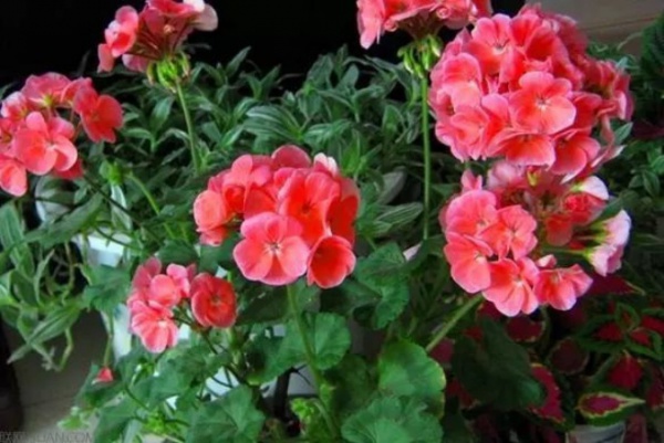Chỉ cần giữ lại 3 loại hoa này trên ban công, trồng 1 lần nở rộ 365 ngày trong năm
