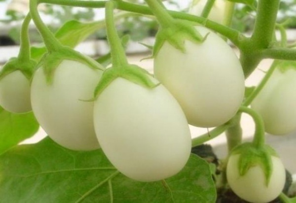 Loại cây có quả trắng muốt to như trứng gà, trồng theo cách này 1 cây hái được 2 kg