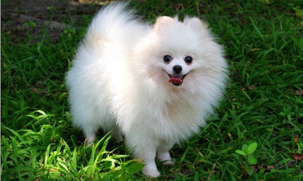 Chó phốc sóc Pomeranian: Nguồn gốc, đặc điểm và những sự thật thú vị