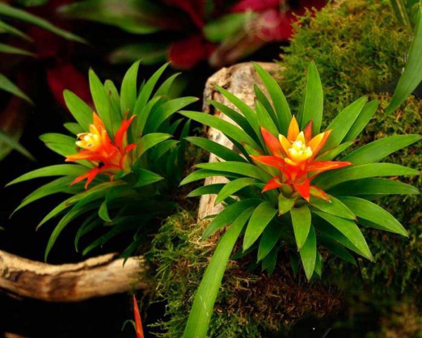 8 loài hoa đẹp giúp thu hút tài lộc cực tốt