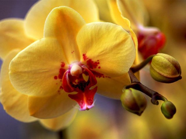 Lan Hồ Điệp - Phân loại, ý nghĩa và cách chăm cây tươi tốt, sai hoa