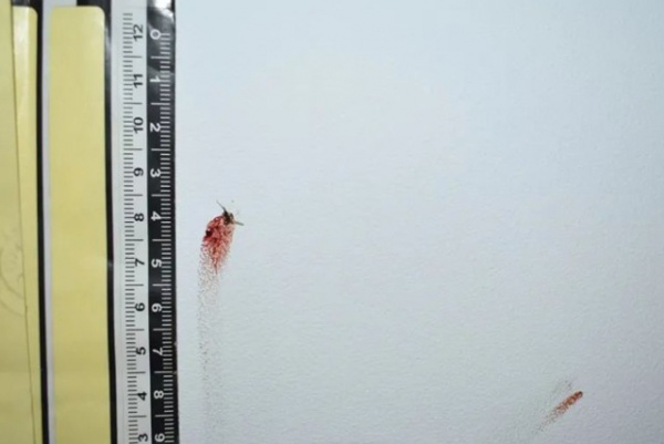 Vụ án gay cấn hơn phim: Chỉ nhờ xác con muỗi dính trên tường mà tìm ra danh tính thủ phạm