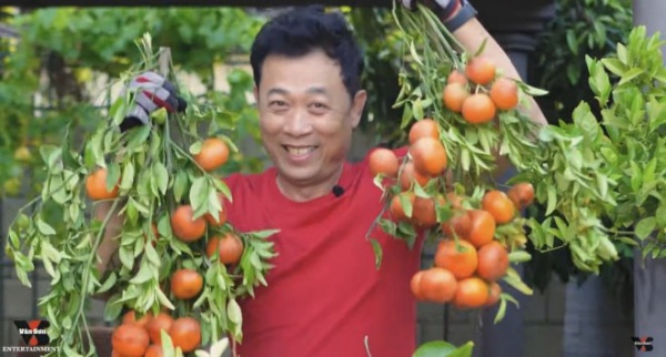 Danh hài Vân Sơn bội thu mùa quýt, khoe vườn 1.200 m2 ở Mỹ "ngồn ngộn" trái cây