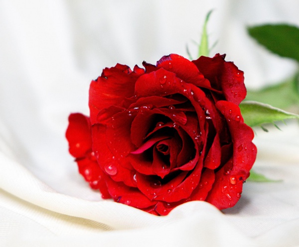 50+ Hình ảnh hoa hồng đẹp nhất và ý nghĩa theo màu sắc