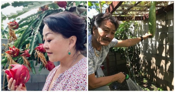 Về già sống an nhàn ở nước ngoài: Nghệ sĩ Chế Linh, Hương Lan trồng rau, quả cây lúc lỉu quả